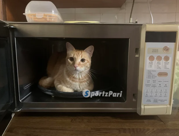Cat In Microwave Full Video Click Here To Watch A Viral Video