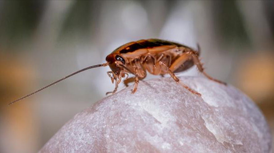 The Ultimate German Cockroach Extermination Handbook: Get Rid of Them ...